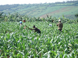 Workers in maize fields, Kigali, Rwanda (Photo: Manuel Milz)